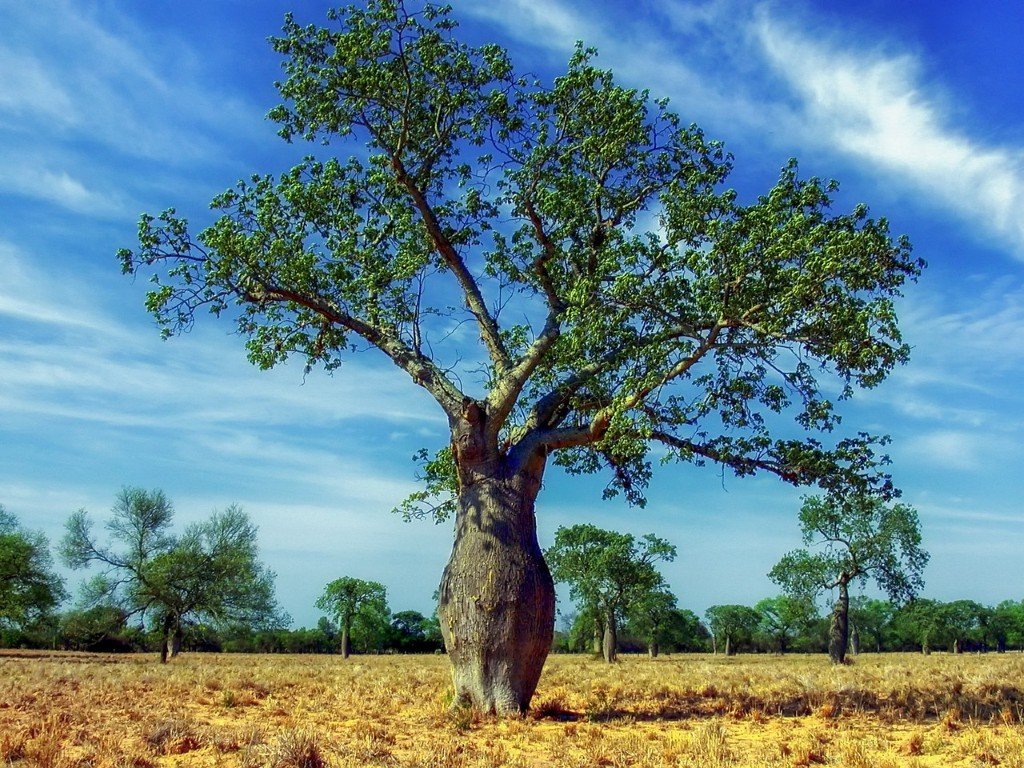 tree chaco paraguayo